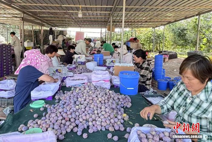 无码人妻少妇色欲AV一区二区