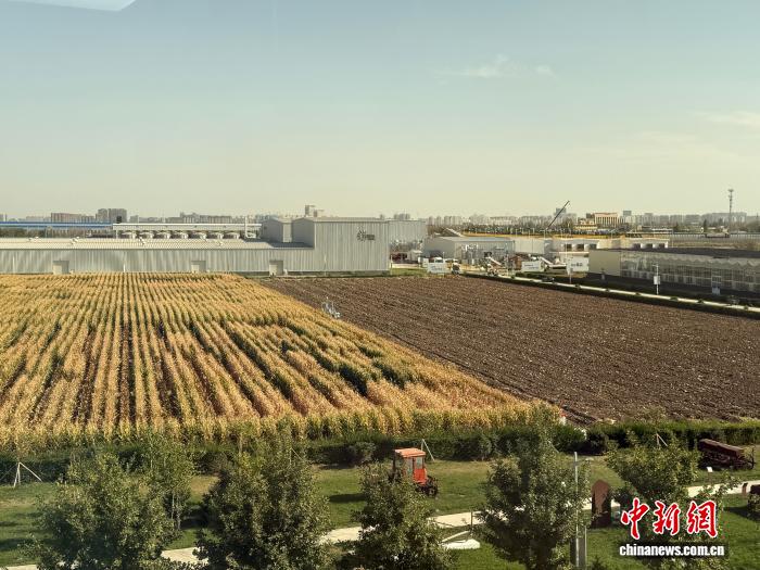 无码人妻少妇色欲AV一区二区