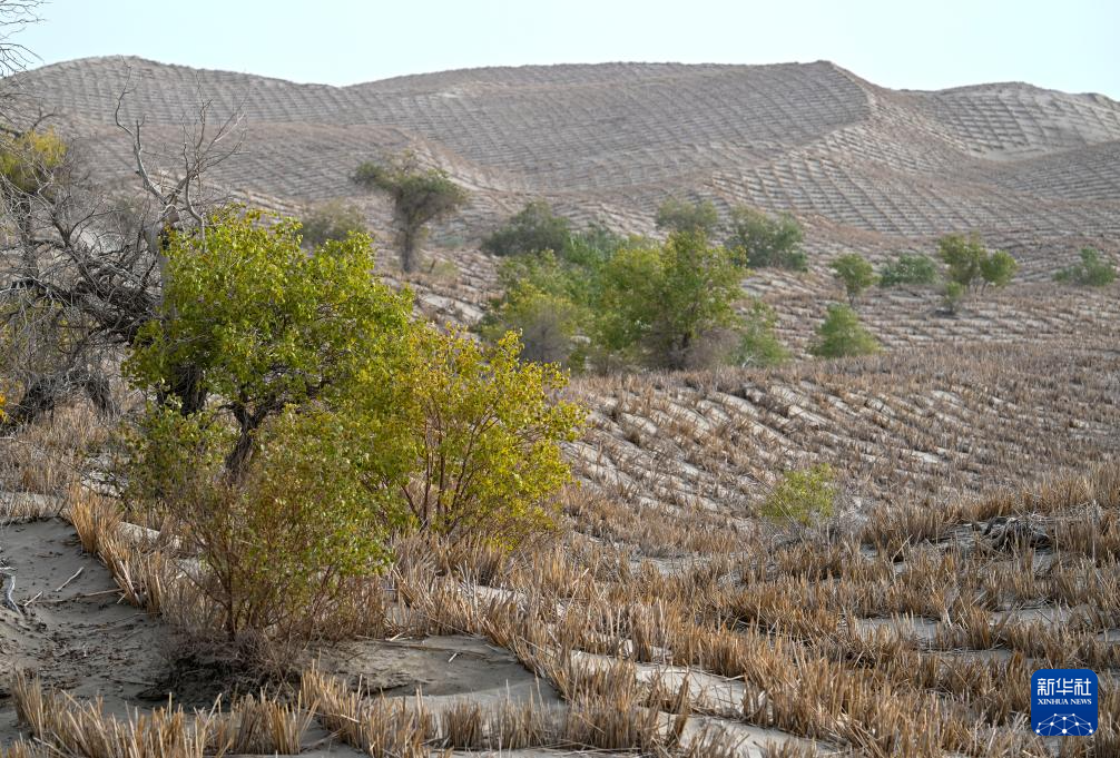 无码人妻少妇色欲AV一区二区