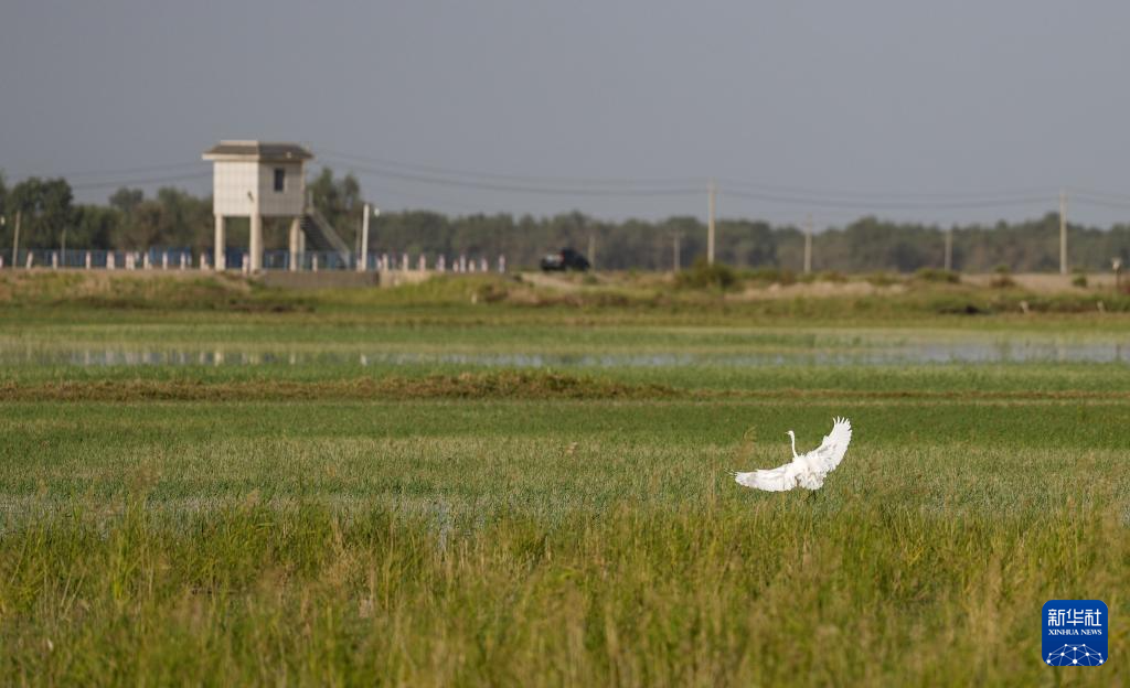 无码人妻少妇色欲AV一区二区