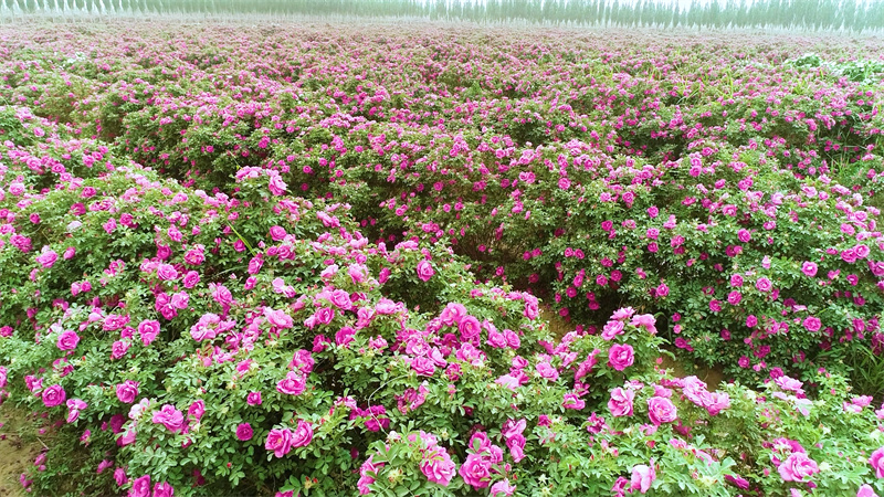 无码人妻少妇色欲AV一区二区