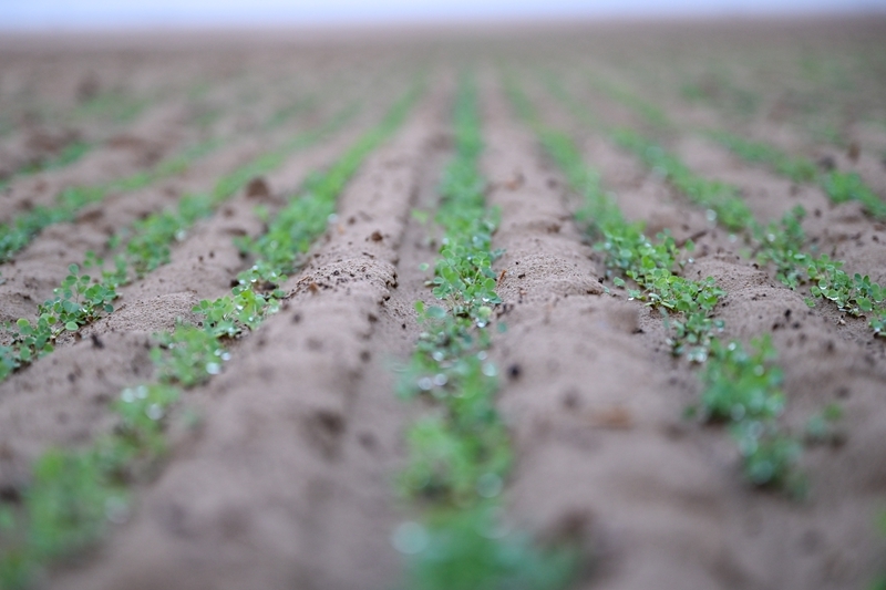 无码人妻少妇色欲AV一区二区