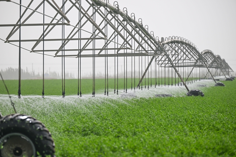 无码人妻少妇色欲AV一区二区