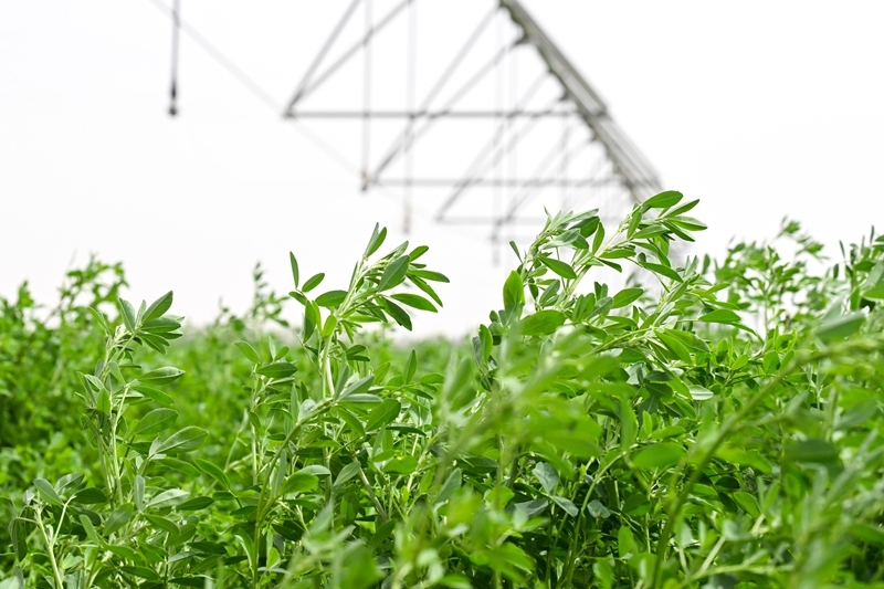 无码人妻少妇色欲AV一区二区