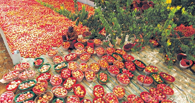 无码人妻少妇色欲AV一区二区