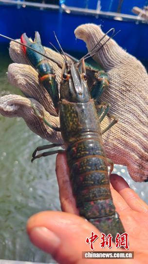 无码人妻少妇色欲AV一区二区