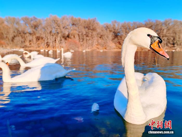 无码人妻少妇色欲AV一区二区