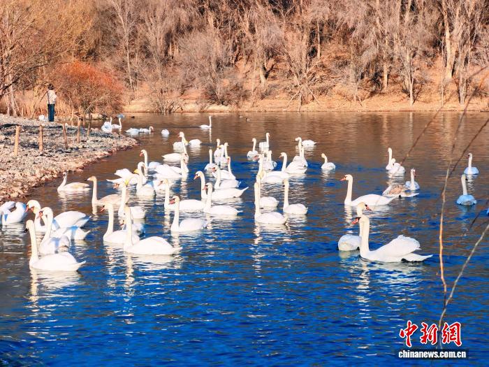 无码人妻少妇色欲AV一区二区