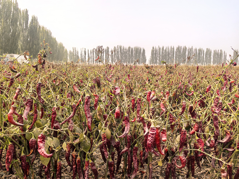 无码人妻少妇色欲AV一区二区