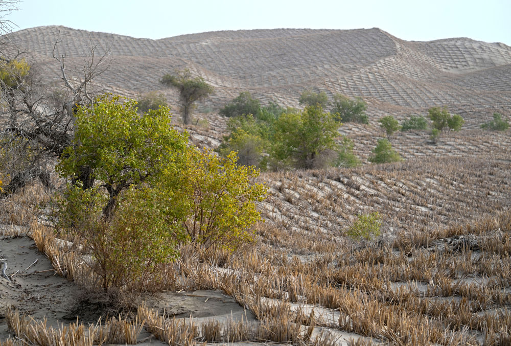 无码人妻少妇色欲AV一区二区