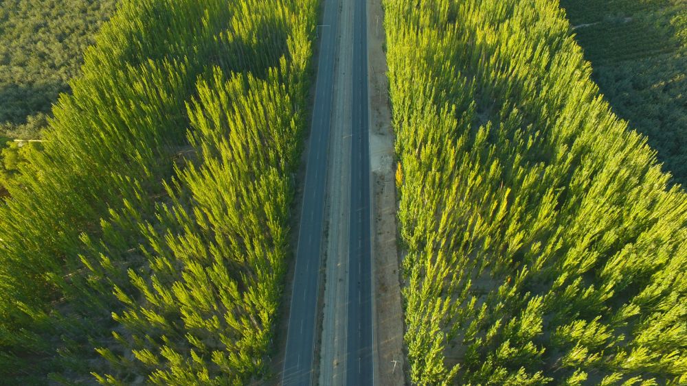 无码人妻少妇色欲AV一区二区