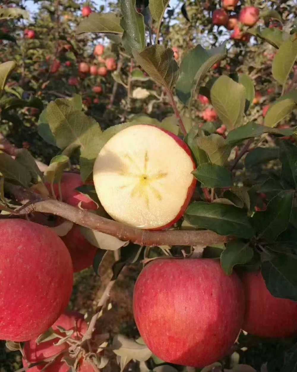 无码人妻少妇色欲AV一区二区