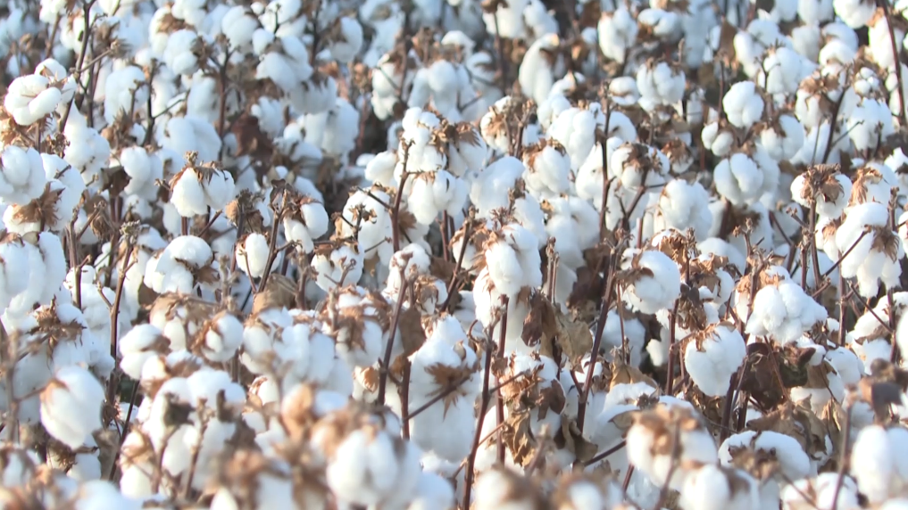 无码人妻少妇色欲AV一区二区