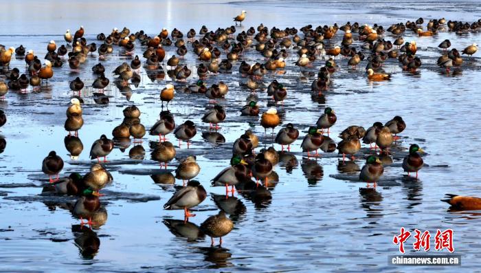 无码人妻少妇色欲AV一区二区