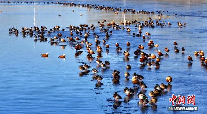 无码人妻少妇色欲AV一区二区