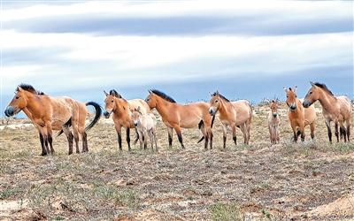 无码人妻少妇色欲AV一区二区