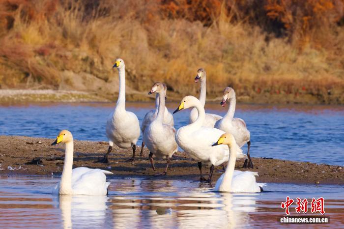 无码人妻少妇色欲AV一区二区