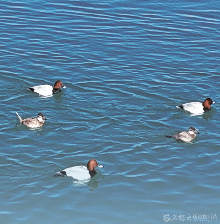 无码人妻少妇色欲AV一区二区