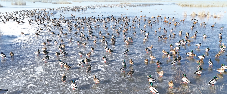 无码人妻少妇色欲AV一区二区