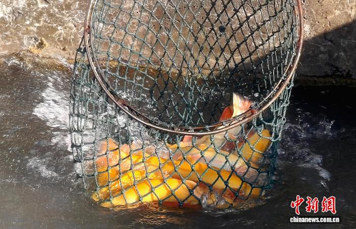 无码人妻少妇色欲AV一区二区