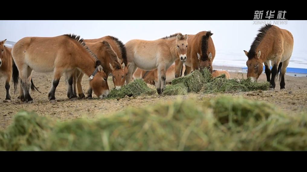 无码人妻少妇色欲AV一区二区