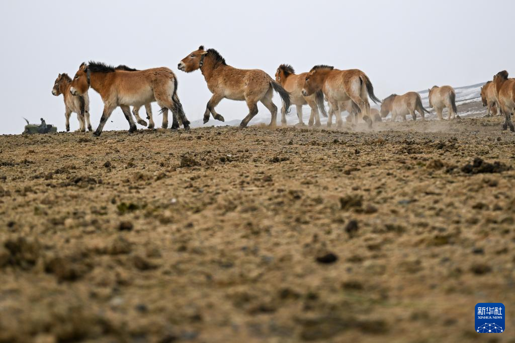 无码人妻少妇色欲AV一区二区