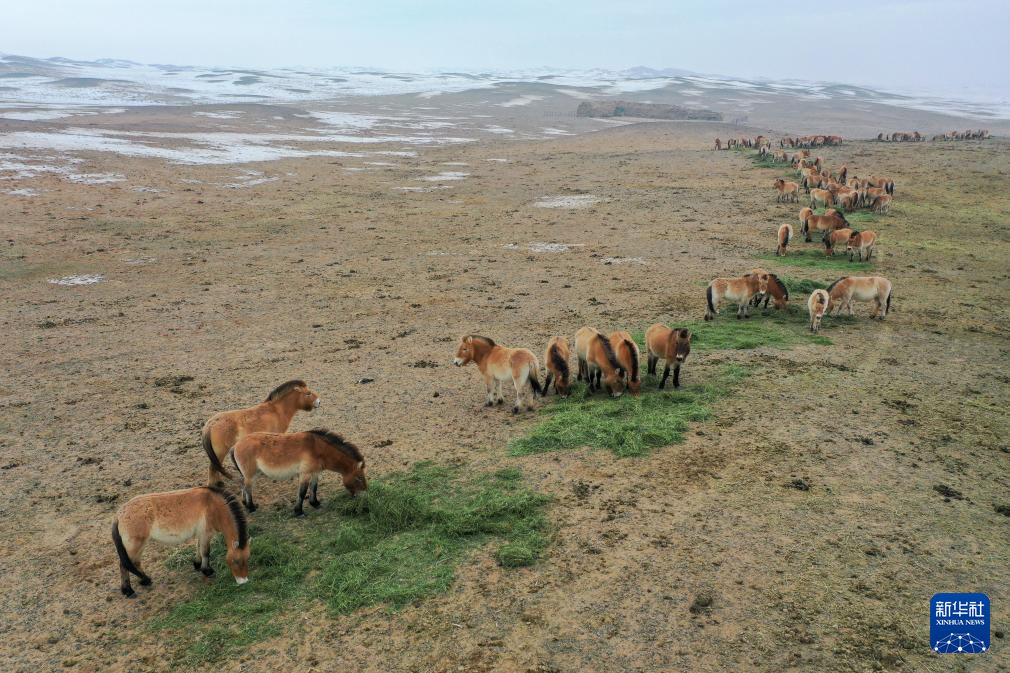 无码人妻少妇色欲AV一区二区