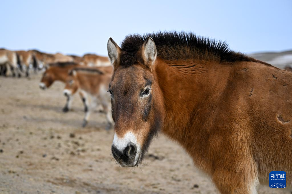 无码人妻少妇色欲AV一区二区