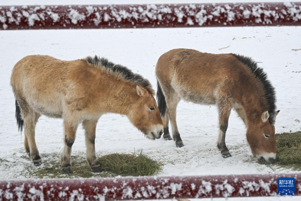 无码人妻少妇色欲AV一区二区