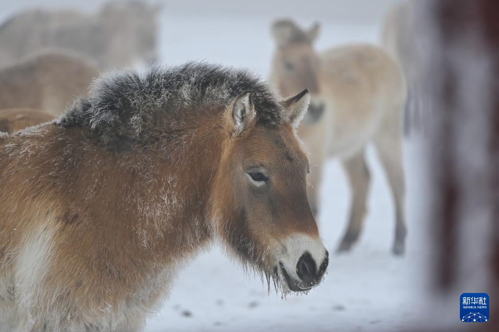 无码人妻少妇色欲AV一区二区