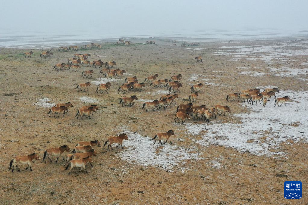 无码人妻少妇色欲AV一区二区