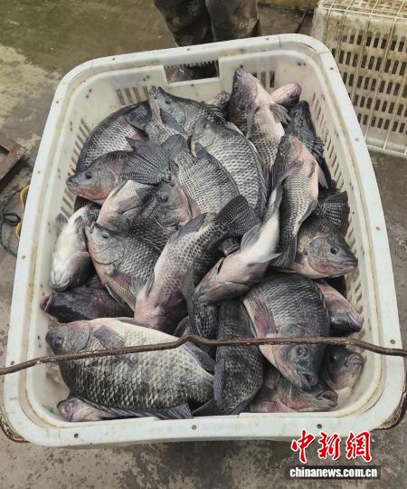 无码人妻少妇色欲AV一区二区