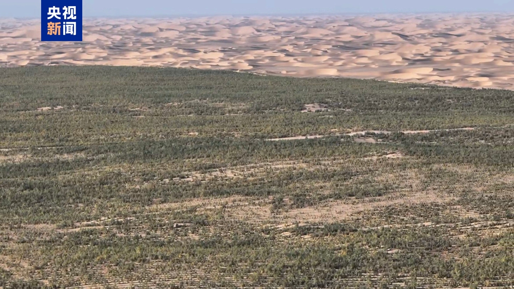 无码人妻少妇色欲AV一区二区