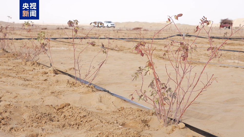 无码人妻少妇色欲AV一区二区