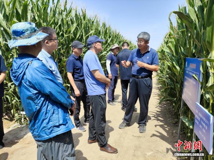 无码人妻少妇色欲AV一区二区