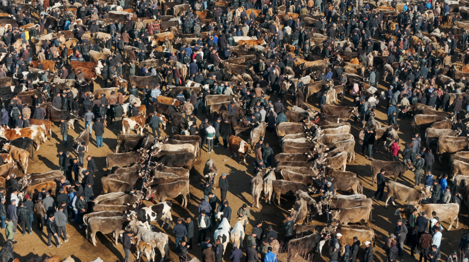 无码人妻少妇色欲AV一区二区