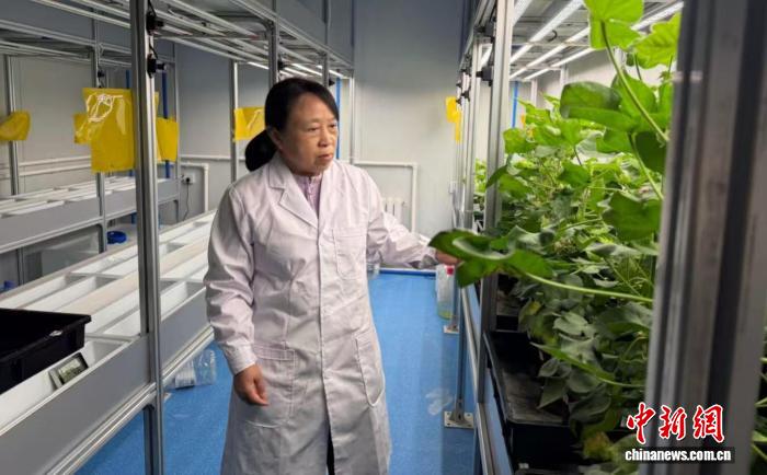 无码人妻少妇色欲AV一区二区