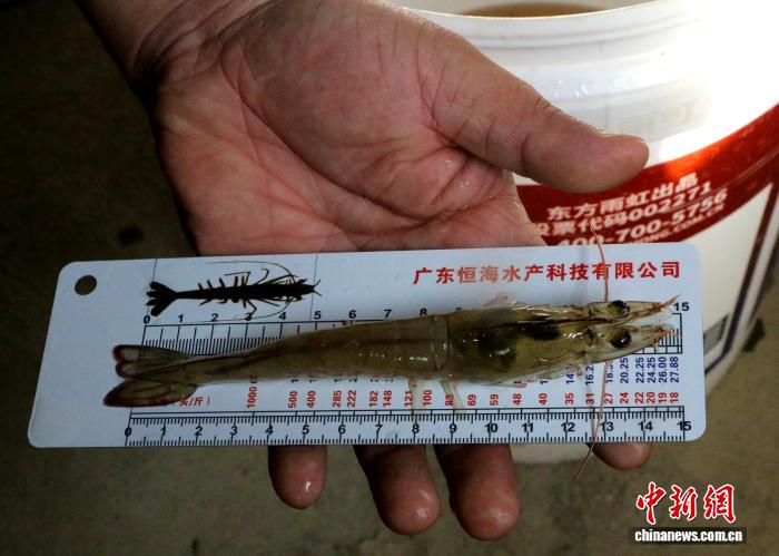 无码人妻少妇色欲AV一区二区