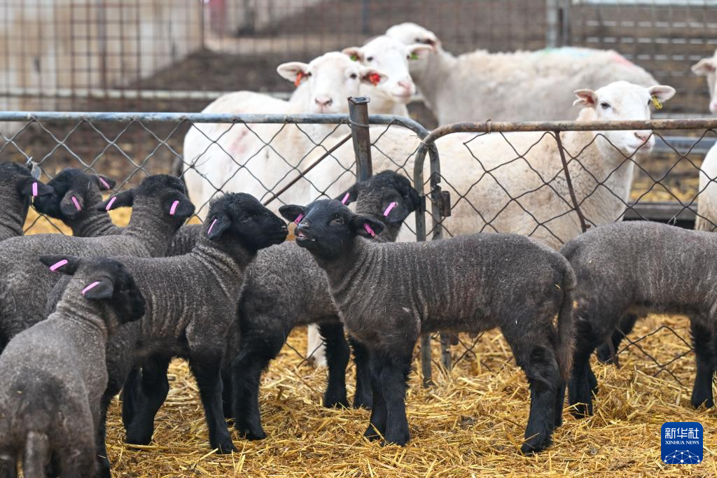 无码人妻少妇色欲AV一区二区