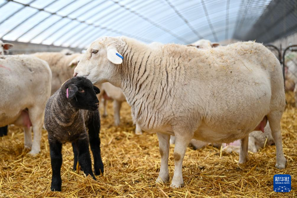 无码人妻少妇色欲AV一区二区