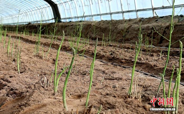 无码人妻少妇色欲AV一区二区