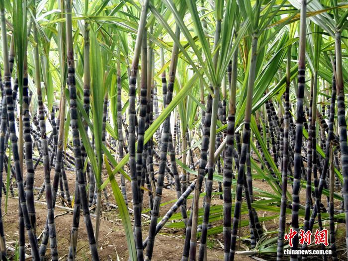 无码人妻少妇色欲AV一区二区