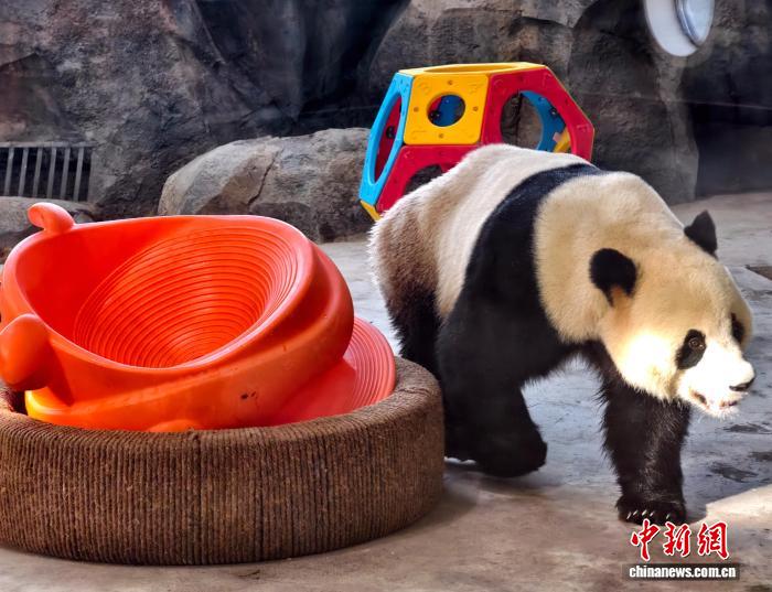 无码人妻少妇色欲AV一区二区