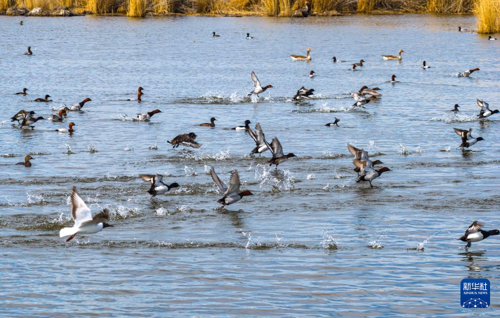 无码人妻少妇色欲AV一区二区